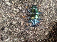 Sphingnotus mirabilis