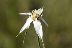 Rhynchospora latifolia