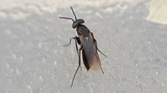 Elasmus