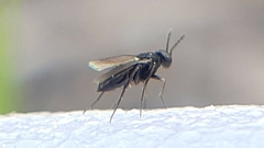 Elasmus