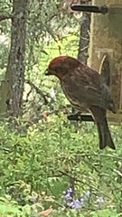 Haemorhous purpureus