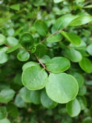 Vaccinium arboreum image