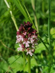 Neotinea ustulata ustulata