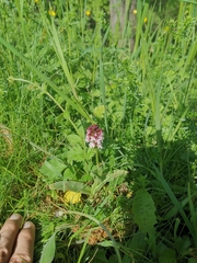 Neotinea ustulata ustulata