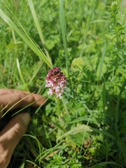 Neotinea ustulata ustulata