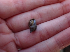 Nucella canaliculata