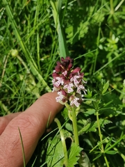 Neotinea ustulata ustulata