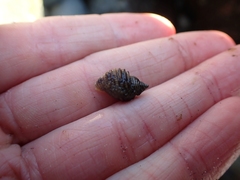 Nucella canaliculata