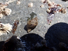 Nucella canaliculata