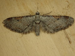 Eupithecia nevadata