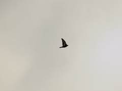 Columba livia domestica