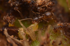 Linepithema piliferum