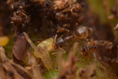 Linepithema piliferum