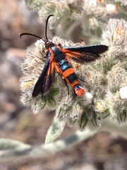 Synanthedon polygoni