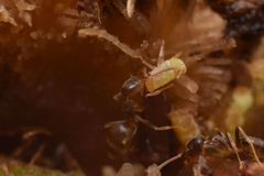 Linepithema piliferum