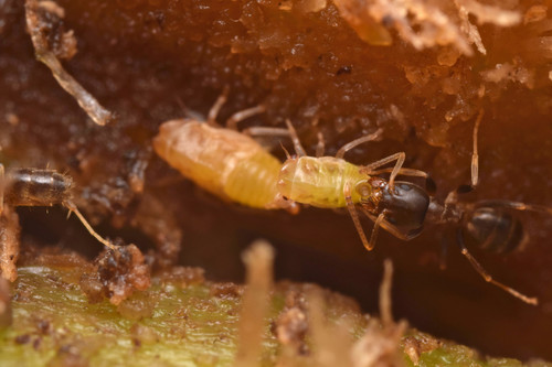 Linepithema piliferum · iNaturalist