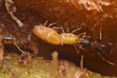 Linepithema piliferum