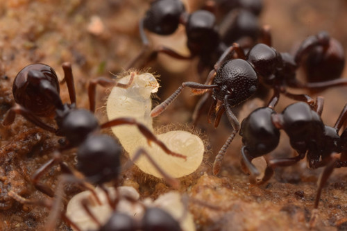 纱罗蚁属Lenomyrmex