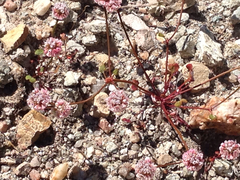 Eriogonum nortonii