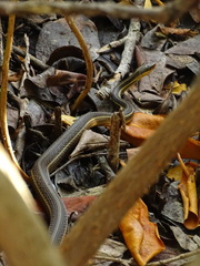 Thamnophis proximus rutiloris