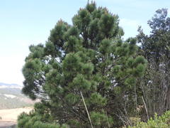 Pinus montezumae