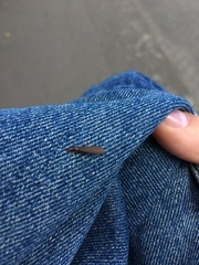 Termitoidae