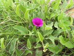 Ipomoea pellita