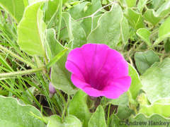 Ipomoea pellita