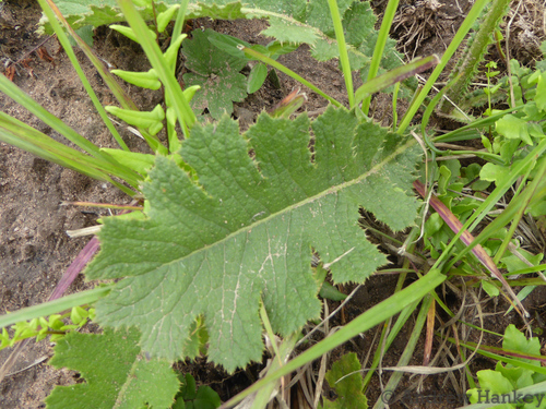 Image of Berkheya umbellata by (c) Andrew Hankey, some rights reserved (CC BY-SA)