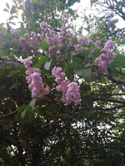 Syringa vulgaris