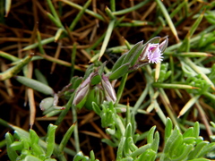 Polygala rupestris