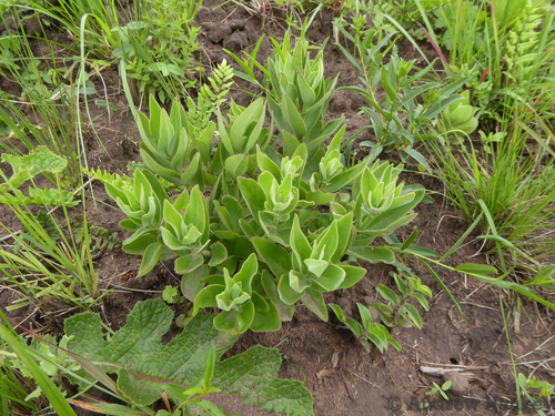 Crassula crenulata