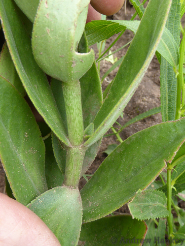 Crassula crenulata