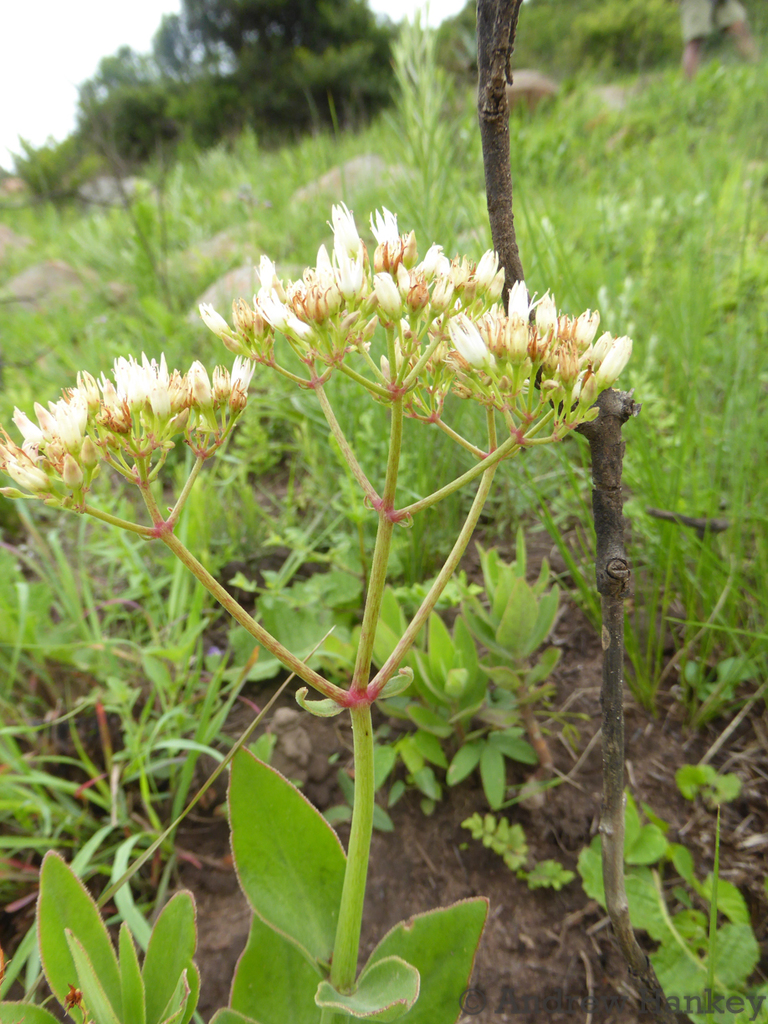 Crassula crenulata, Indlovu DC, South Africa