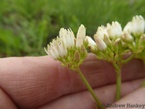 Crassula crenulata