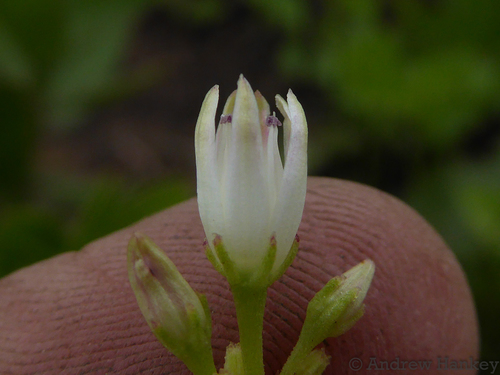 Crassula crenulata