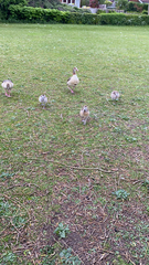 Alopochen aegyptiaca