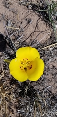 Calochortus aureus