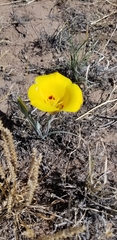 Calochortus aureus