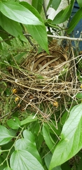Vireo griseus