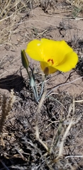 Calochortus aureus