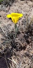 Calochortus aureus
