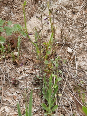 Chaenorhinum rubrifolium