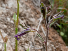 Chaenorhinum rubrifolium