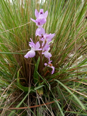 Orchis mascula laxifloriformis