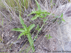 Ledebouria asperifolia
