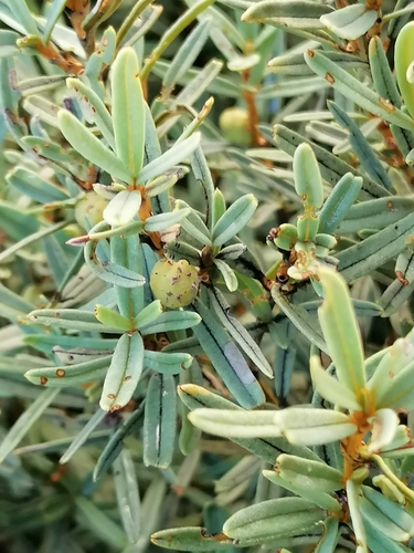 Grubbia tomentosa (Grubbia tomentosa)