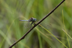 Orthetrum brachiale