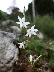 Anthericum baeticum