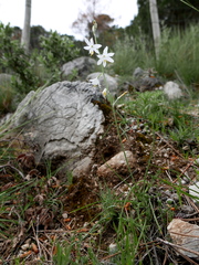 Anthericum baeticum